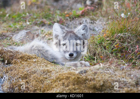 Arctic fox (Vulpes lagopus) Stock Photo