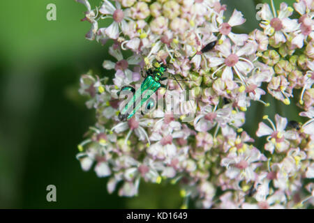 Oedemera nobilis, also known as the False Oil Beetle, Thick-legged Flower Beetle or the Swollen-thighed Beetle Stock Photo