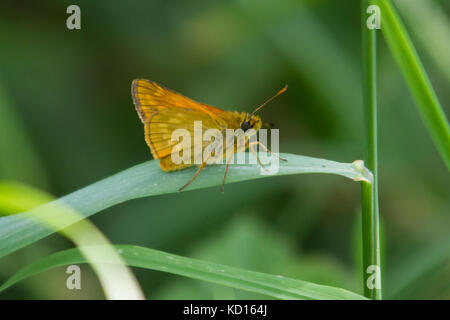 Large Skipper butterfly (Ochlodes sylvanus) perched on a blade of grass. Stock Photo