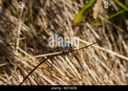 Enallagma cyathigerum known as the Common Blue Damselfly, Common Bluet, or Northern Bluet Stock Photo