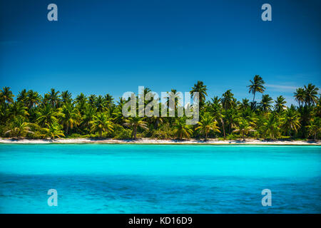 Palm trees on the tropical beach, Dominican Republic Stock Photo