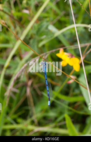 Enallagma cyathigerum known as the Common Blue Damselfly, Common Bluet, or Northern Bluet Stock Photo
