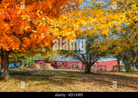 Maple trees and barn, Doctors Hill, Gagetown, New Brunswick, Canada Stock Photo