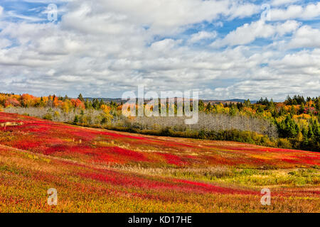 Blueberry field in fall, Saint Martins, New Brunswick, Canada Stock Photo