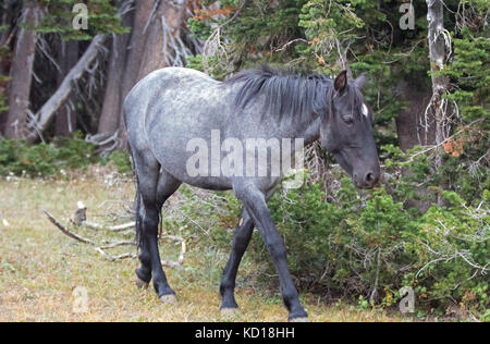 Young Blue Roan Stallion wild horse mustang on Sykes Ridge in the Pryor Mountains wild horse range in Montana United States Stock Photo