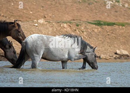 Young Blue Roan Stallion wild horse drinking at the watering hole in the Pryor Mountains wild horse range in Montana United States Stock Photo