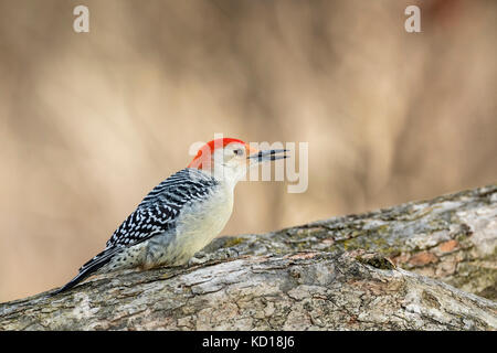 Male Red-bellied Woodpecker (Melanerpes carolinus), Lynde Shores Conservation Area, Whitby, Ontario, Canada
