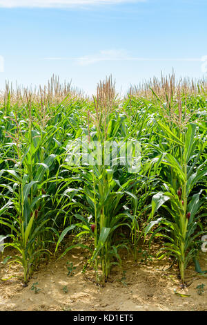 Front view of rows of ripening corn in a field under a pale blue sky in the french countryside. Stock Photo