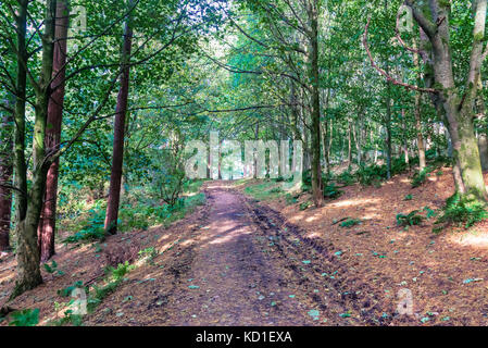 A muddy forrest footpath in Scotland as autumn starts with the forrest floor covered in pine needles. Stock Photo