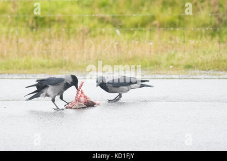 Hooded crows - Corvus Cornix - feeding on dead rabbit in the road, Shetland Islands, Scotland, UK Stock Photo