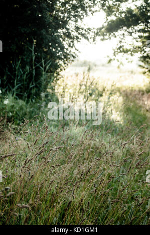 Meadow in summertime. Stock Photo