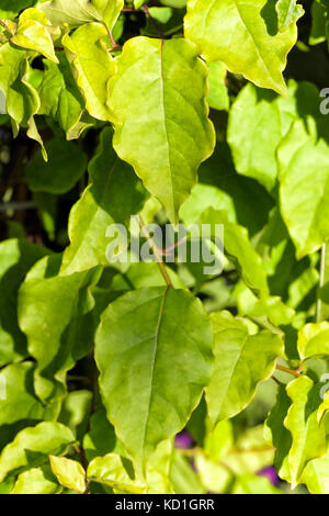 Bougainvillea leaf. Garden climbing plant.