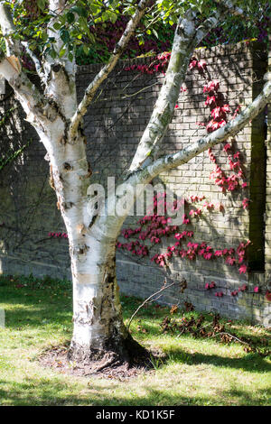 Betula ermanii, gold birch, Erman's birch planted 1975 at Churchill College, Cambridge, UK Stock Photo