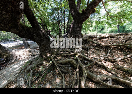Big root tree in green park, Voidomatis River in Zagori, Epirus, Greece Stock Photo