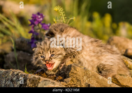 Young bobcat kittens perched on a ledge in springtime, near Bozeman, Montana, USA.  One to six, but usually two to four, kittens are born in April or  Stock Photo