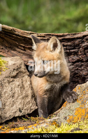 Red Fox kits peering out of its den near Bozeman, Montana, USA.  Captive animal. Stock Photo