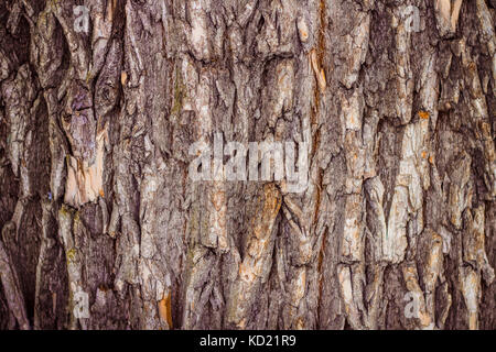 Seamless tree bark background. Brown tileable texture of the old tree. Stock Photo