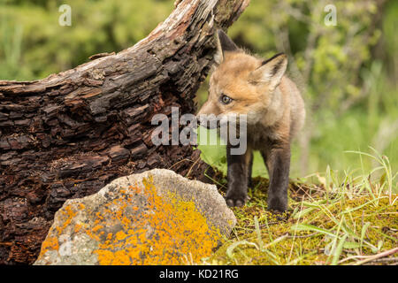 Red Fox kits standing beside its den, near Bozeman, Montana, USA.  Captive animal. Stock Photo
