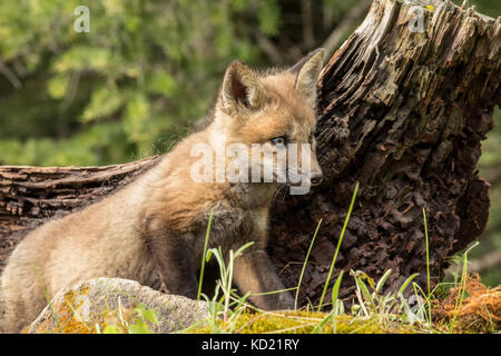 Red Fox kit standing outside its den near Bozeman, Montana, USA.  Captive animal. Stock Photo