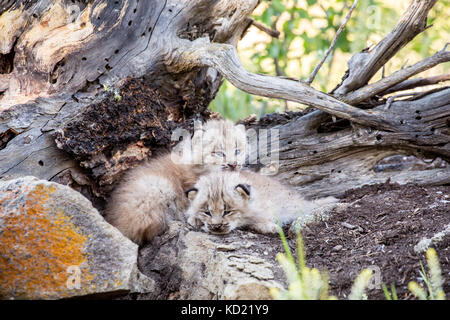 Two Canada Lynx kittens cuddling together to keep warm, near Bozeman, Montana, USA.  Captive animal. Stock Photo