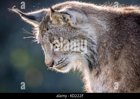 Portrait of a backlit Canada Lynx sitting in a tree looking for prey, in Bozeman, Montana, USA.  Captive animal. Stock Photo