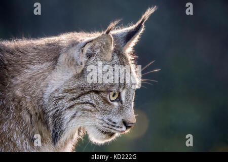 Portrait of a backlit Canada Lynx sitting in a tree looking for prey, in Bozeman, Montana, USA.  Captive animal. Stock Photo