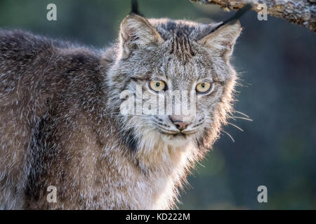 Portrait of a backlit Canada Lynx sitting in a tree looking for prey, in Bozeman, Montana, USA.  Captive animal. Stock Photo