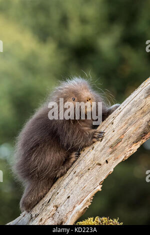 Baby Common Porcupine (porcupette or pup) climbing a dead tree near Bozeman, Montana, USA.  Captive animal. Stock Photo