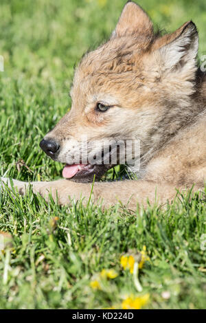 Gray Wolf pup panting to cool off on a hot day, near Bozeman, Montana, USA.  Captive animal. Stock Photo