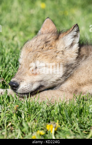 Gray Wolf pup napping in a meadow near Bozeman, Montana, USA.  Captive animal. Stock Photo