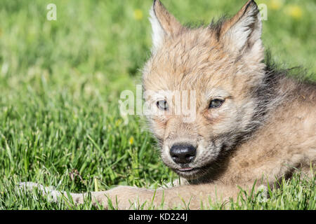 Gray Wolf pup resting in the meadow, near Bozeman, Montana, USA.  Captive animal. Stock Photo