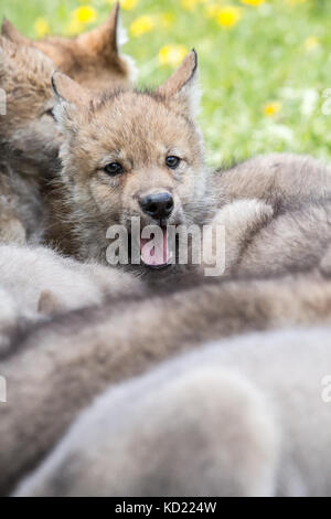 One alert Gray Wolf pup nestled among his sleeping litter mates, near Bozeman, Montana, USA.  Captive animal. Stock Photo