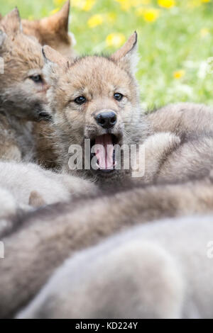 One alert Gray Wolf pup nestled among his sleeping litter mates, near Bozeman, Montana, USA.  Captive animal. Stock Photo