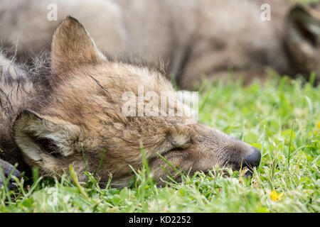 Litter of Gray Wolf pups napping in a meadow near Bozeman, Montana, USA.  Captive animal. Stock Photo