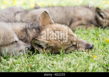 Litter of Gray Wolf pups napping in a meadow near Bozeman, Montana, USA.  Captive animal. Stock Photo