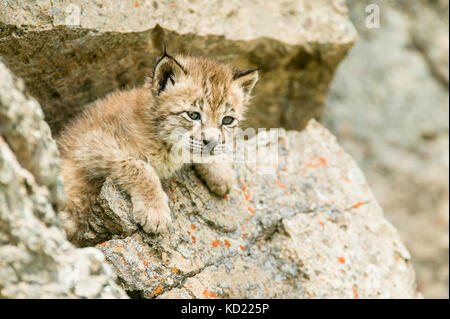 Siberian Lynx kitten climbing on rocks in Bozeman, Montana, USA.  Captive animal.  Range is Northern and Central Asia to Siberia.  They initially have