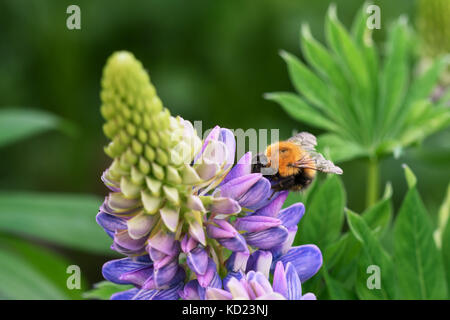bee on a lupine flower Stock Photo
