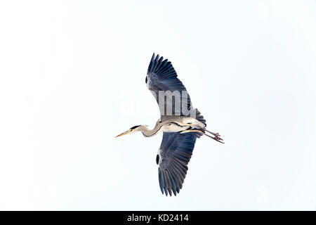 Grey Heron showing off its wings while dancing in flight, Sweden Stock Photo