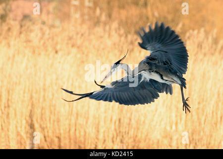 Grey Heron showing off its wings while dancing in flight, Sweden Stock Photo