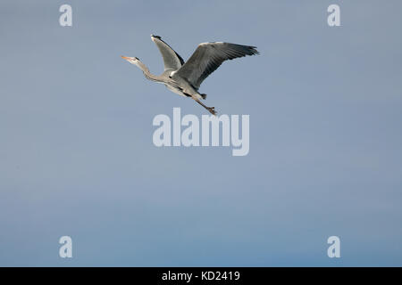 Grey Heron showing off its wings while dancing in flight, Sweden Stock Photo