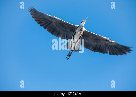 Grey Heron showing off its wings while dancing in flight, Sweden Stock Photo