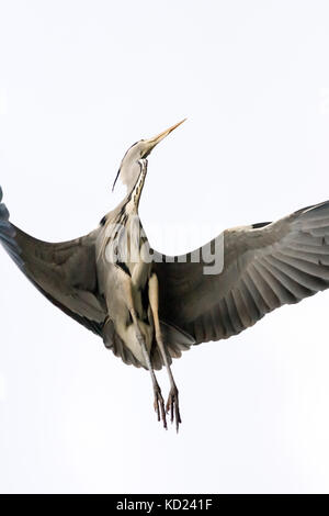 Grey Heron showing off its wings while dancing in flight, Sweden Stock Photo