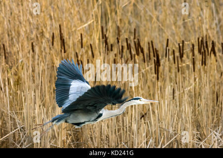 Grey Heron showing off its wings while dancing in flight, Sweden Stock Photo
