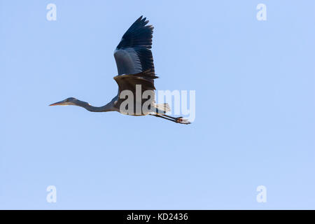 Grey Heron showing off its wings while dancing in flight, Sweden Stock Photo