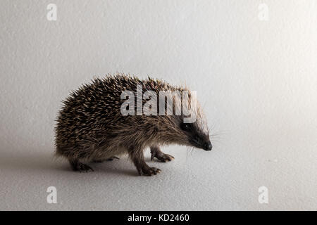 Young wild rescued European hedgehog in studio on white background Stock Photo