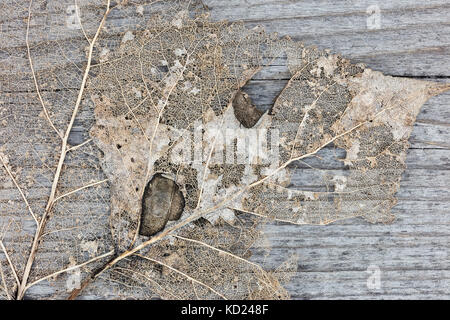 autumnal dry leaf on wooden boards. detailed view of dried leaf skeleton. Stock Photo