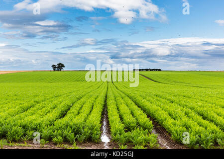 Drills of carrots planted on coastal plains in the East Coast of Scotland. Stock Photo