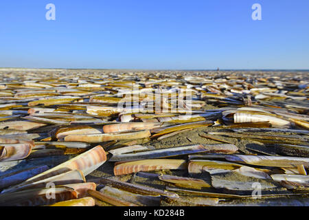 Many razor clams at coastline beach the Netherlands Stock Photo