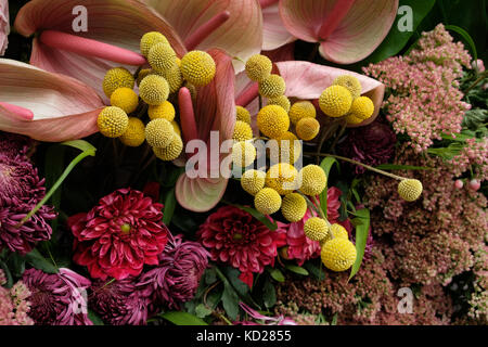 Yellow craspedia flowers (also known as billy buttons or woollyheads), together with pink roses, anthurium,chrysanthemum and sedum flowers. Stock Photo