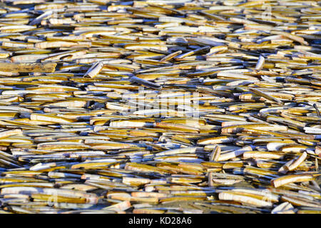 Many razor clams at coastline beach the Netherlands Stock Photo